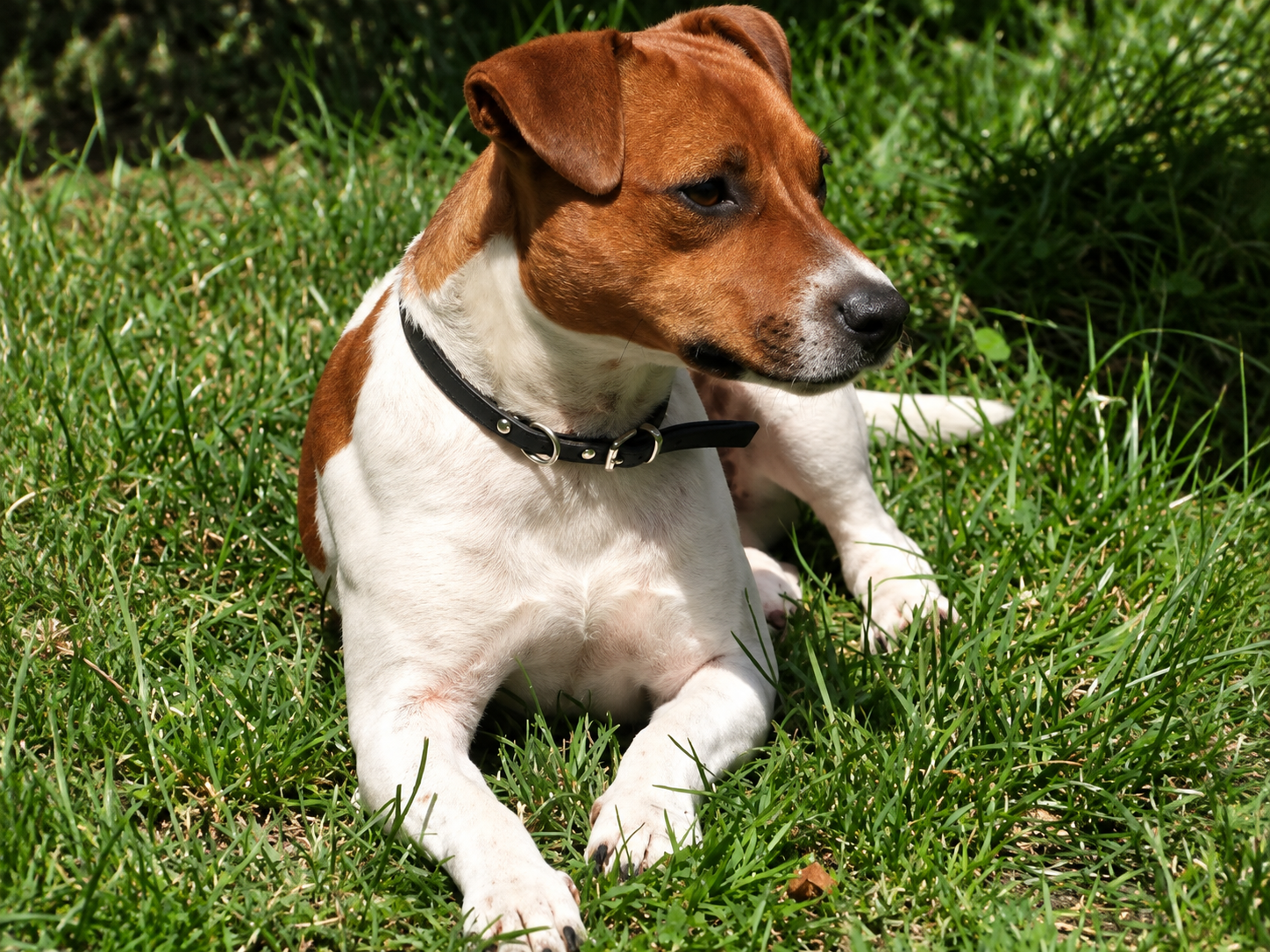 Heavens gate of Olivers Gentle-touch – Jack Russell Terrier