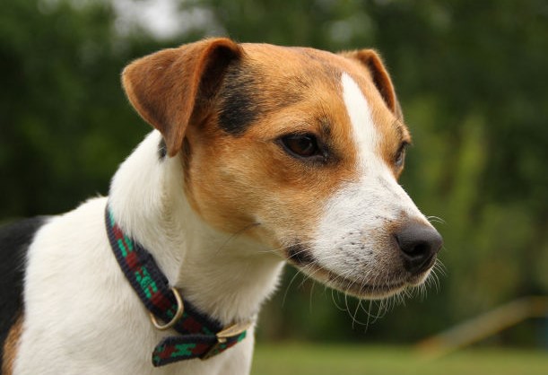 Vom Hüttenberg Becky – Jack Russell Terrier