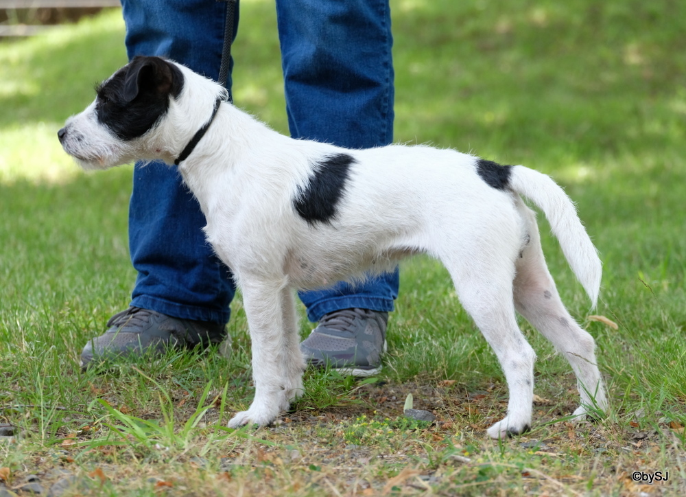 Vom Hüttenberg Isis – Jack Russell Terrier