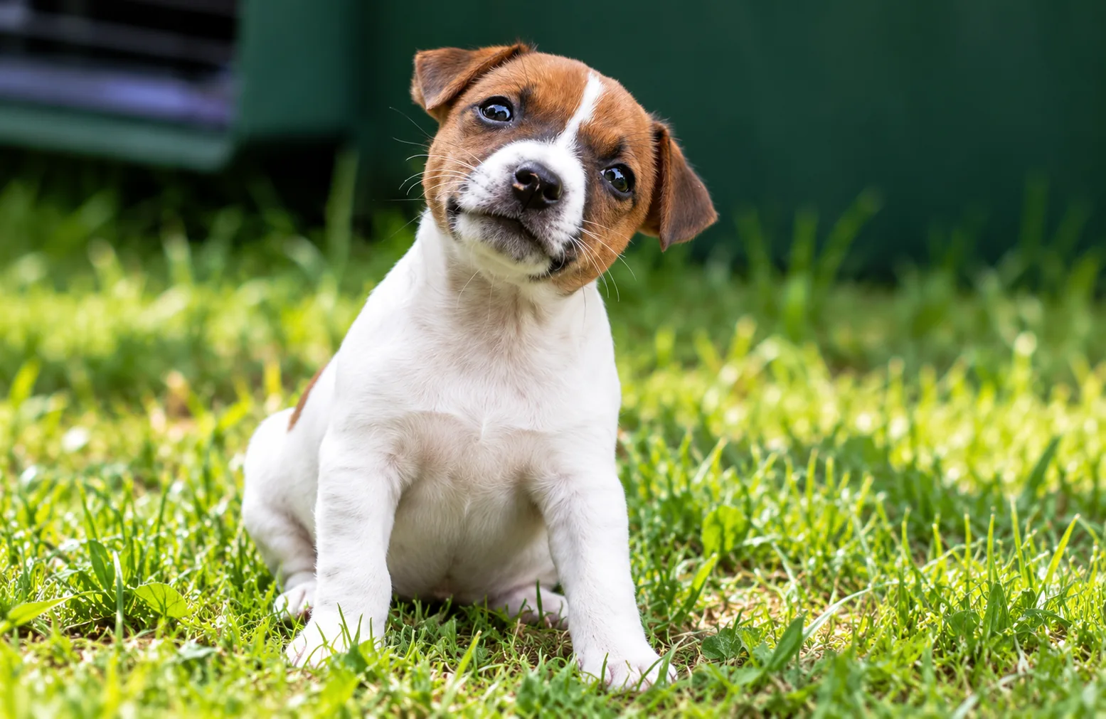 Jack Russell Terrier Welpen der Jackies vom Hüttenberg