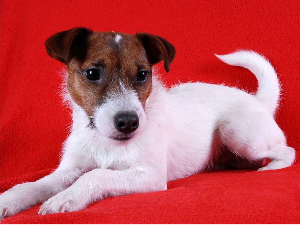 Jack Russell Terrier – der Beginn unserer Zuchtgeschichte