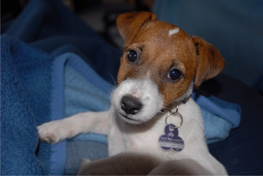 Jack Russell Terrier Welpe – Jackies vom Hüttenberg