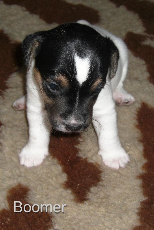 B-Wurf