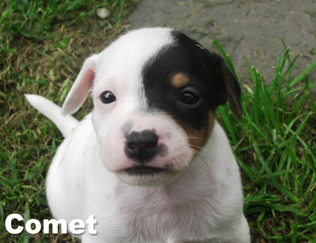 Comet