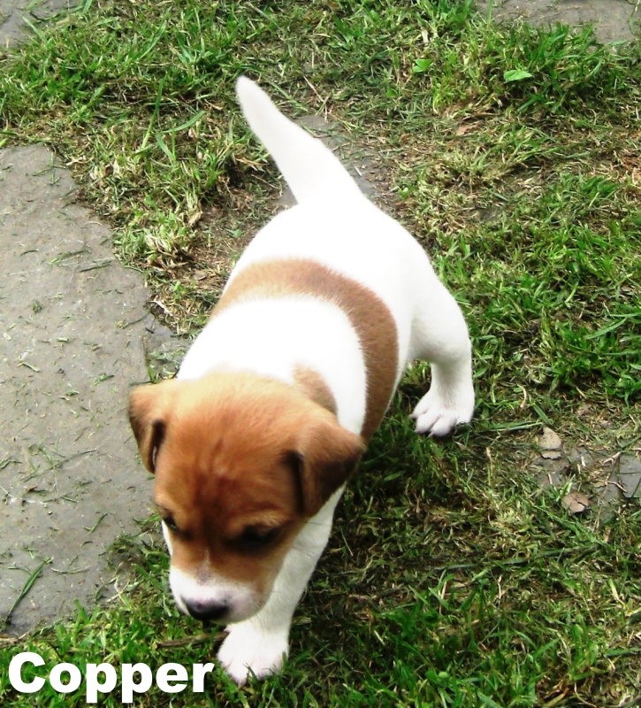Copper