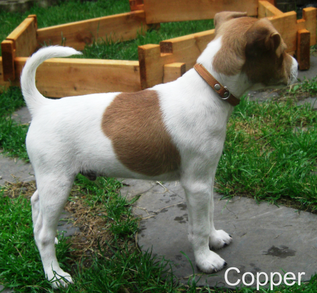 Copper