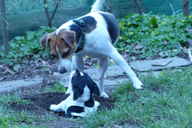 Dora Lee mit Welpen aus unserem F-Wurf