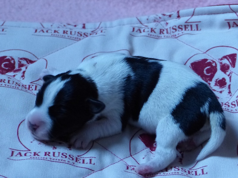 Welpe aus unserem G-Wurf