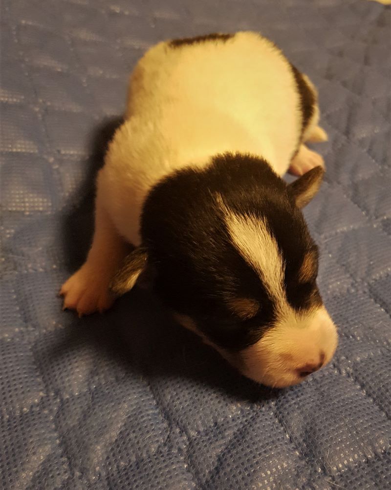 Vom Hüttenberg Monty