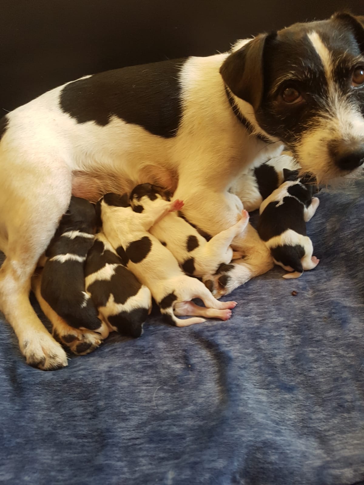 Welpen aus unserem N-Wurf